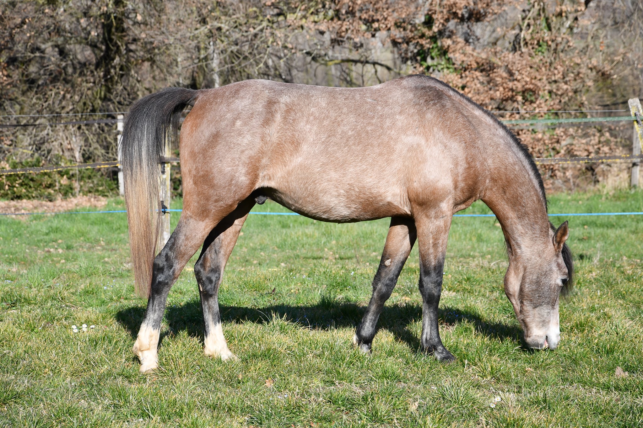 Image de l'annonce Très joli cheval pur sang arabe de 4 ans