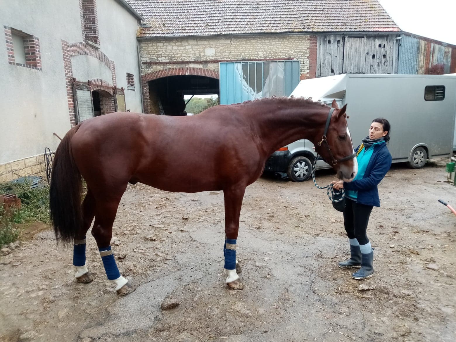 Image de l'annonce etalon oldenbourg agréé aes top originbes dressage pour epreuves am2