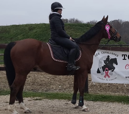 Image de l'annonce Hongre selle français