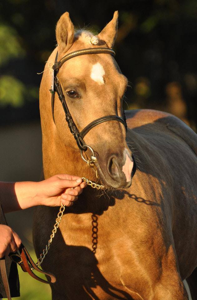 Image de l'annonce Berrington Fredrick Etalon Welsh B palomino