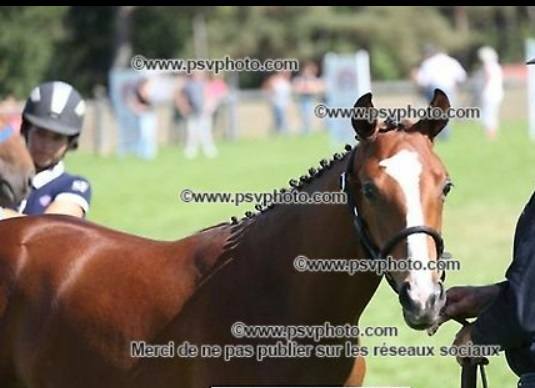 Image de l'annonce Foal Conte Bellini souche basse Quidam