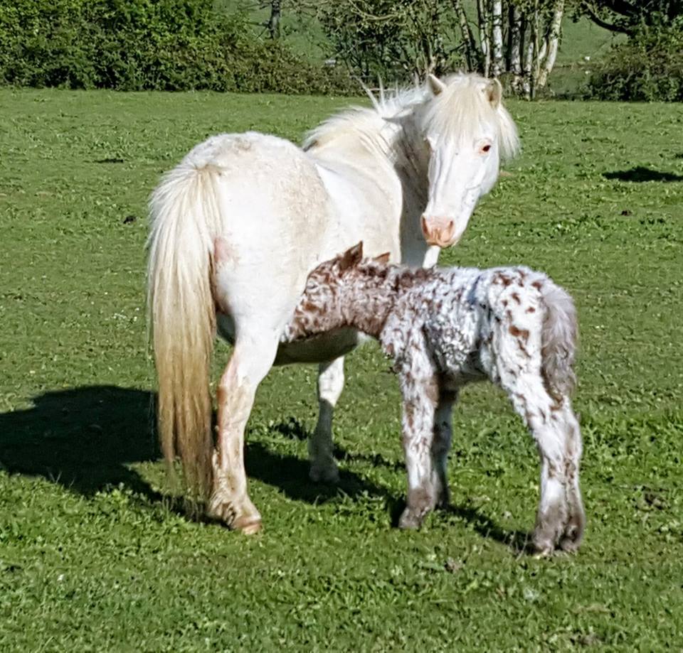 Image de l'annonce Poneys type SHETLAND toutes couleurs