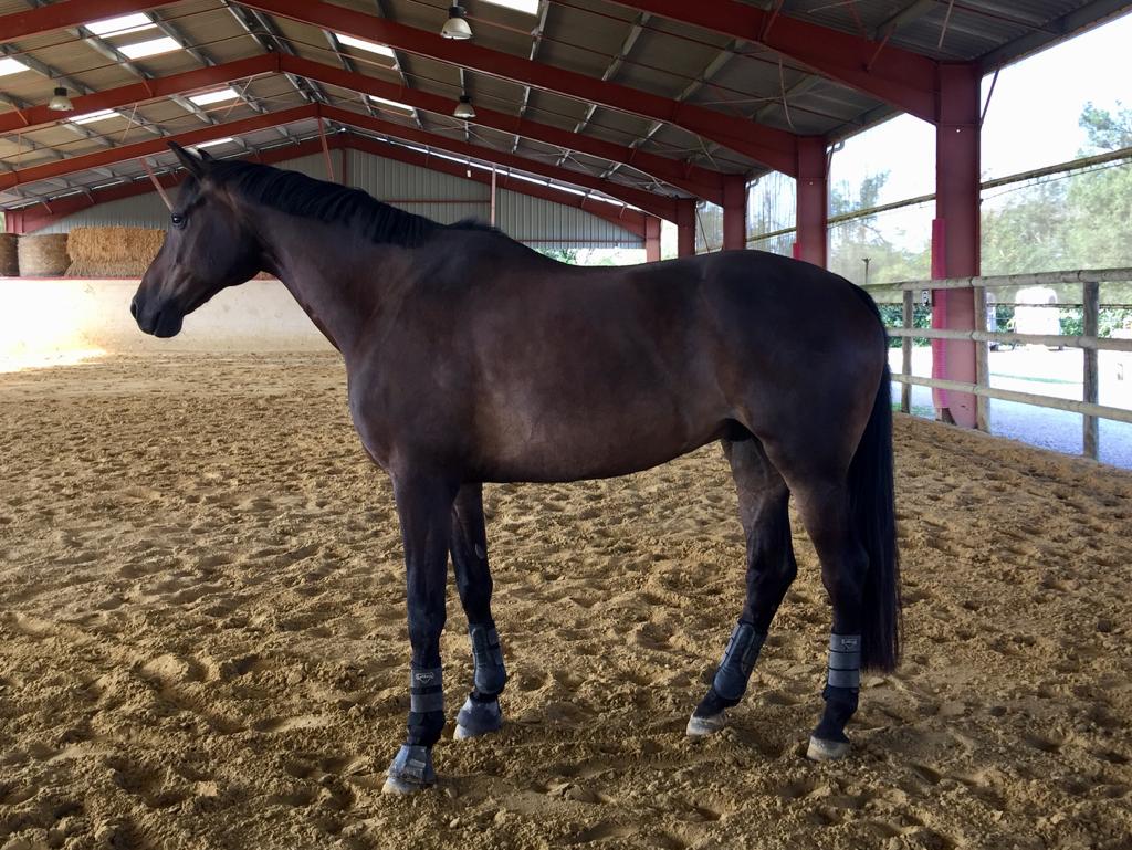 Image de l'annonce Hongre Oldenburg pour CSO/Dressage/Loisirs