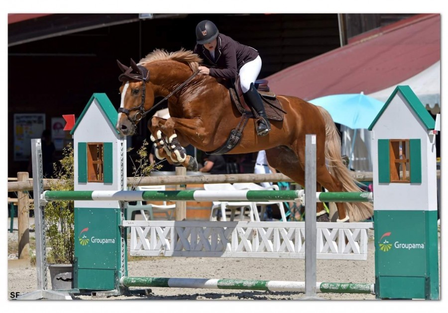 Image de l'annonce Cheval de sport allemand 11 ans