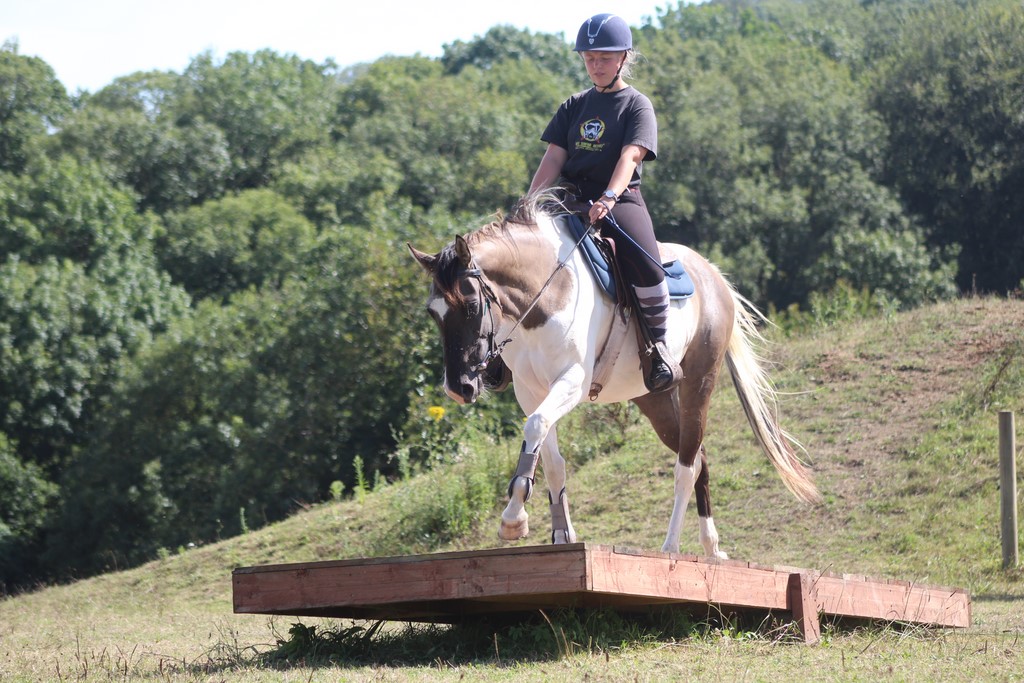 Image de l'annonce Jeune jument paint horse grullo tobiano montée