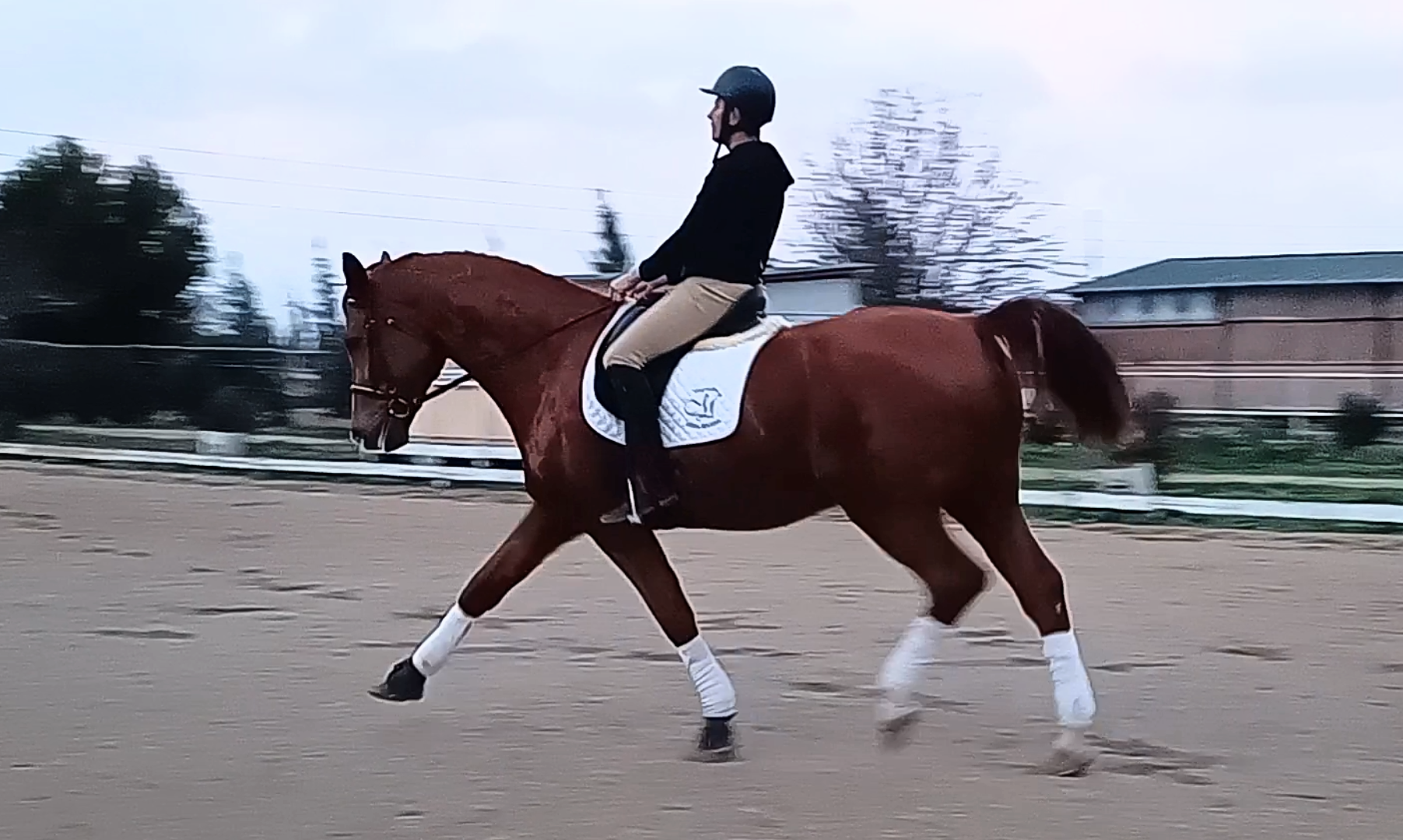 Image de l'annonce Magnifique Hanovrien de dressage