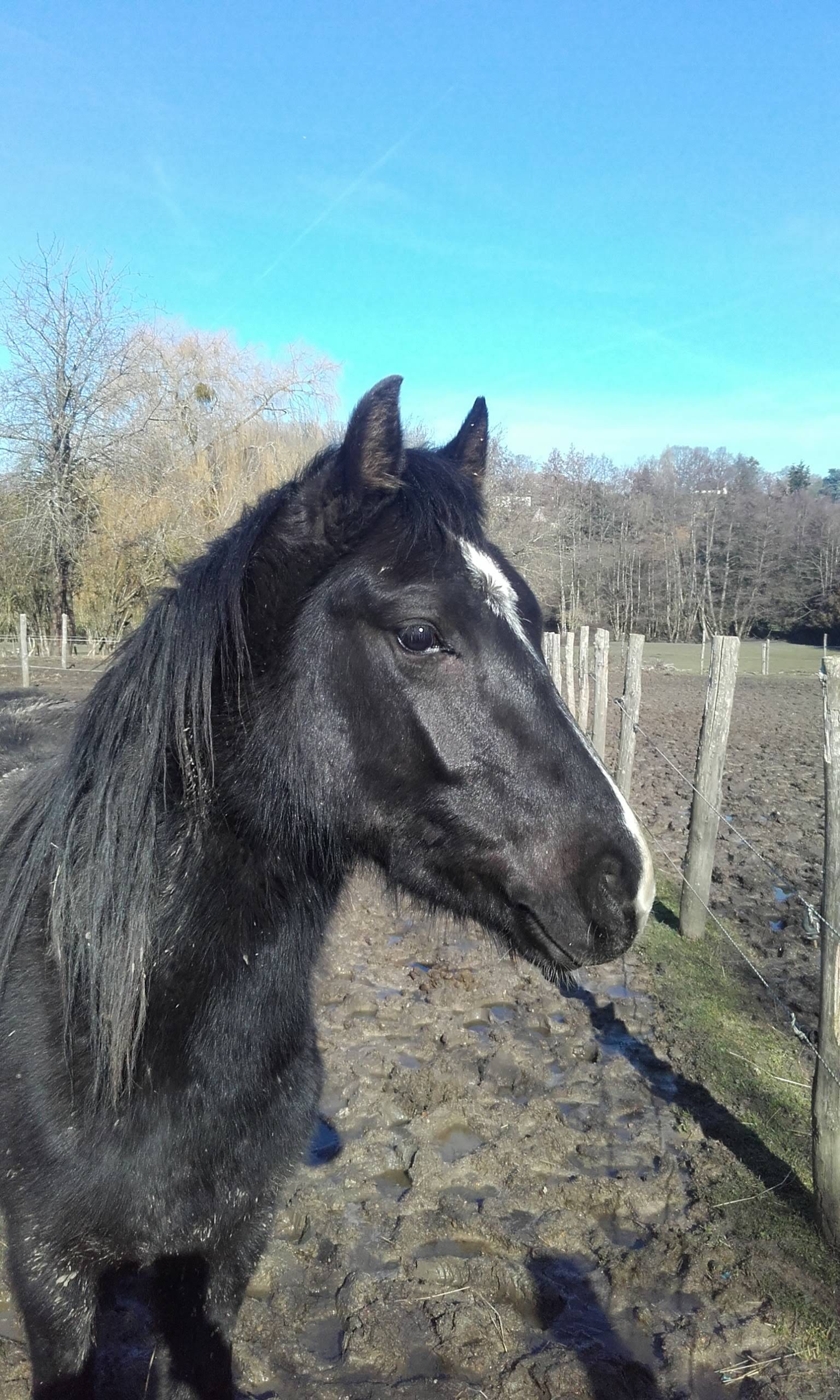 Image de l'annonce Poney welsh COB 3 ans