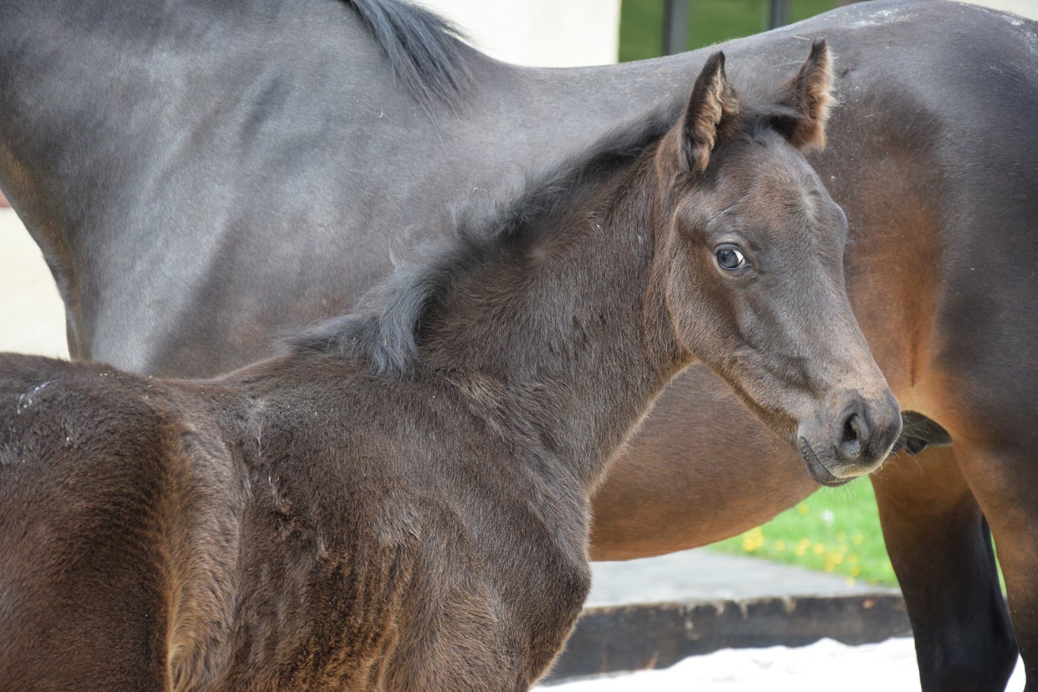 Image de l'annonce Foal 2019 Malito de Reve x Welcome Sympatico