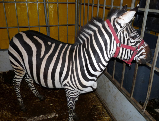 Image de l'annonce Magnifique Zèbre de loisir élevé a la ferme
