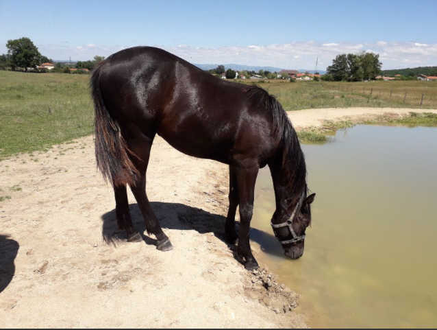Image de l'annonce joli male entier de 1 ans de SANDRO BOY (Oldenburger CSO)
