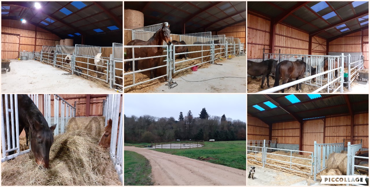 Image de l'annonce Pension chevaux Montagne Noire - LOISIR-RETRAITE