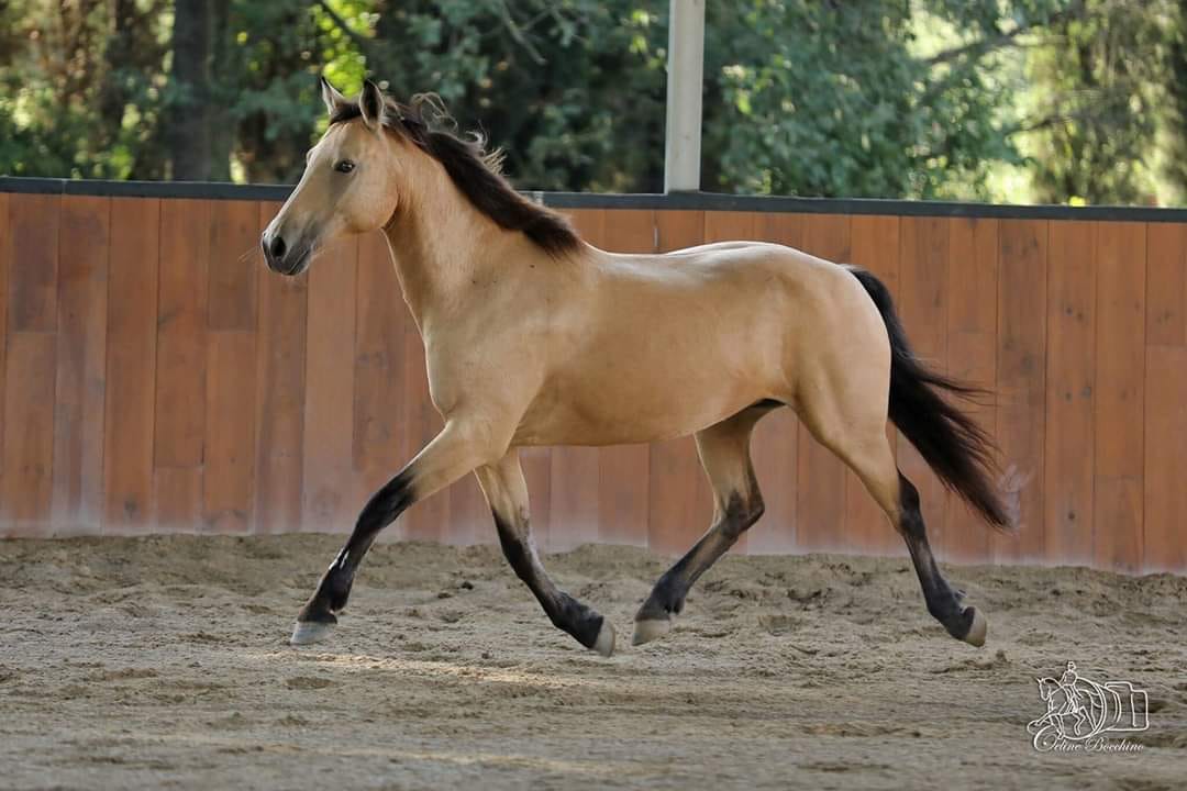 Cheval de 2024 couleur à vendre