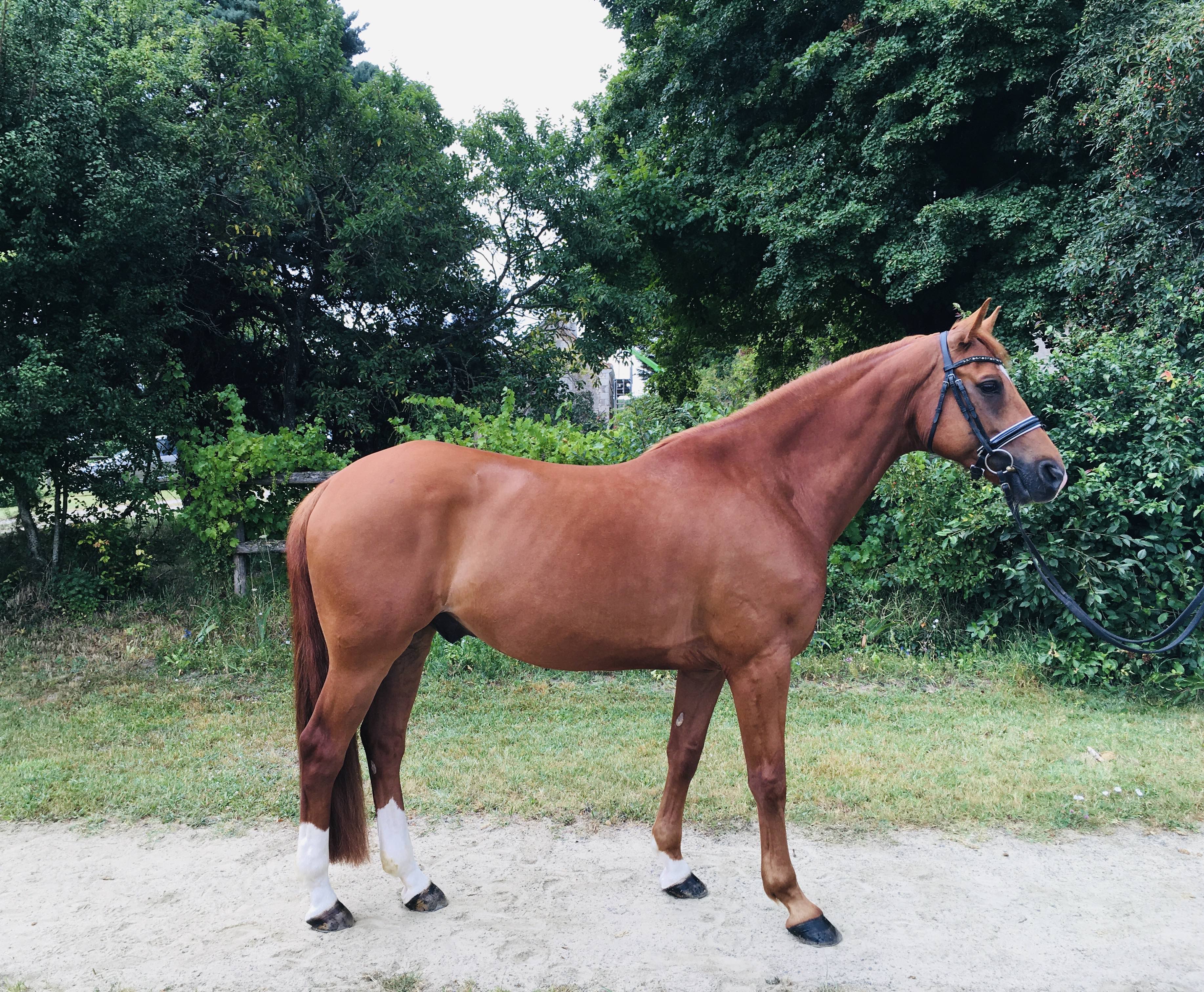 Image de l'annonce Cheval dressage amateur