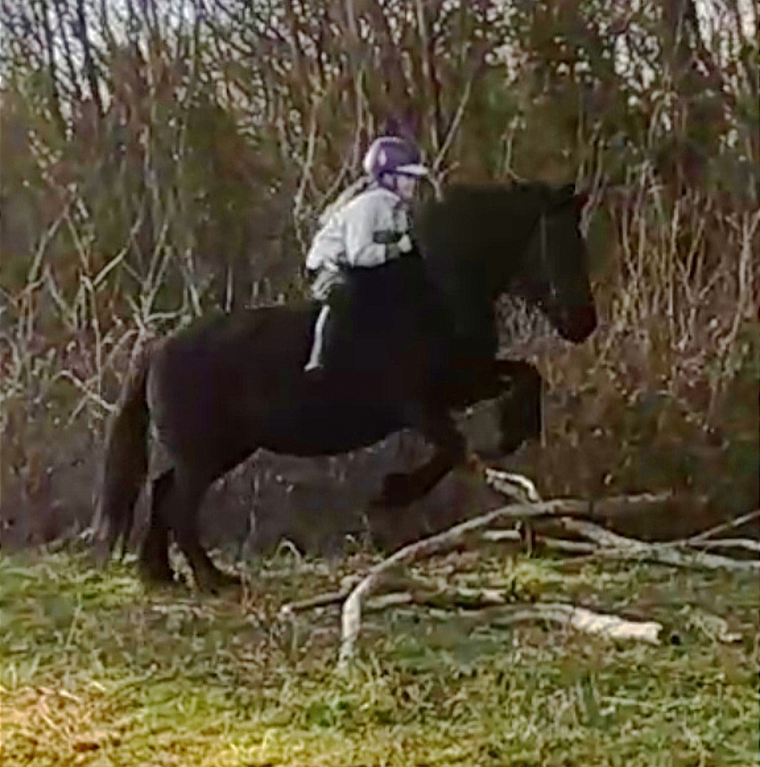 Image de l'annonce Recherche double poney, petit cheval ou grand poney