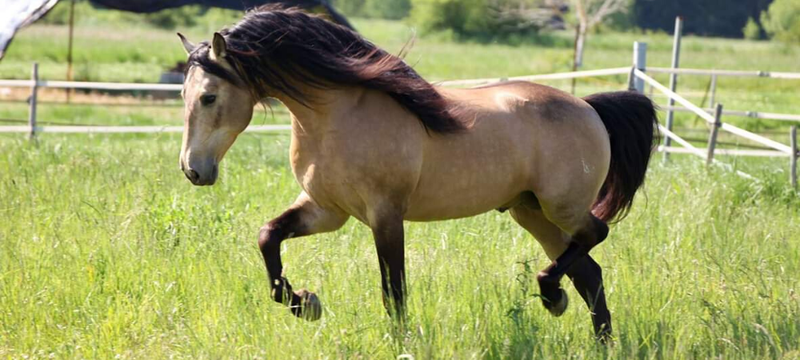 Image de l'article De longs crins, de la couleur et de belles allures : le cheval de pure race espagnole