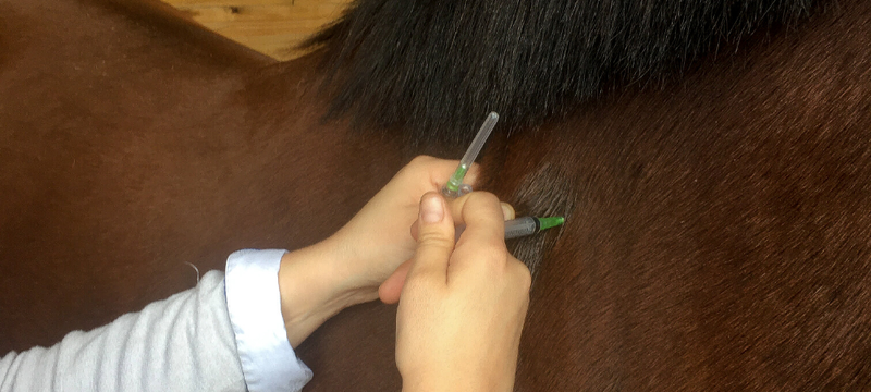 Le Blog De Find Your Horse Idees Recues Et Interrogations Courantes Sur La Vaccination Des Equides En 10 Questions