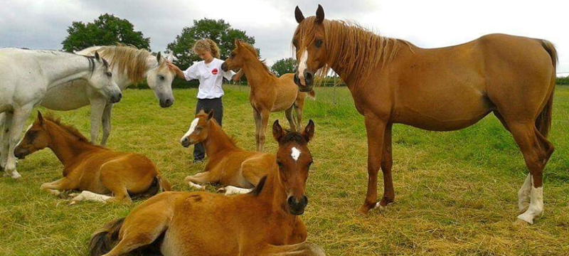 Le Blog De Find Your Horse Un Cheval Pur Sang Arabe Est Tres Proche De L Homme Elssanne Arabians